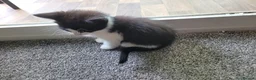 Mixed Breed cats for sale: 7 adorable kittens ready for a new home - Advert 17