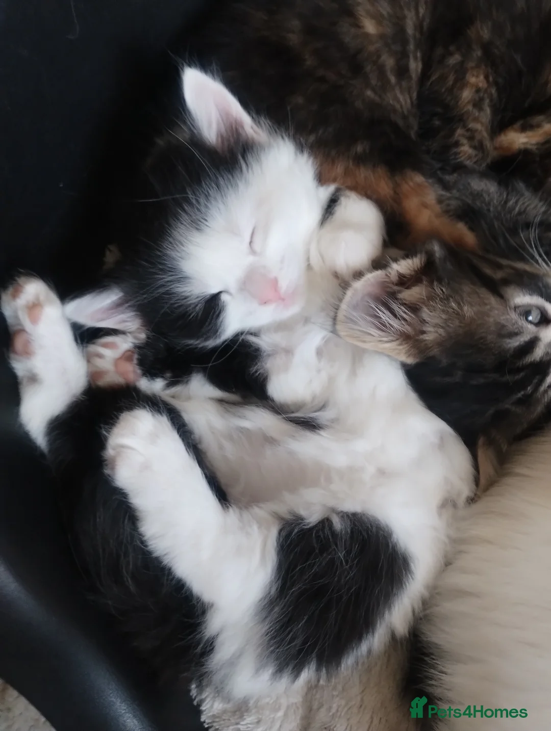 Mixed Breed cats for sale: Beautiful litter of kittens , ready to leave now  - Advert 5