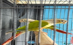 Parrots birds for sale: Parrot for sale Glasgow  - Image 5