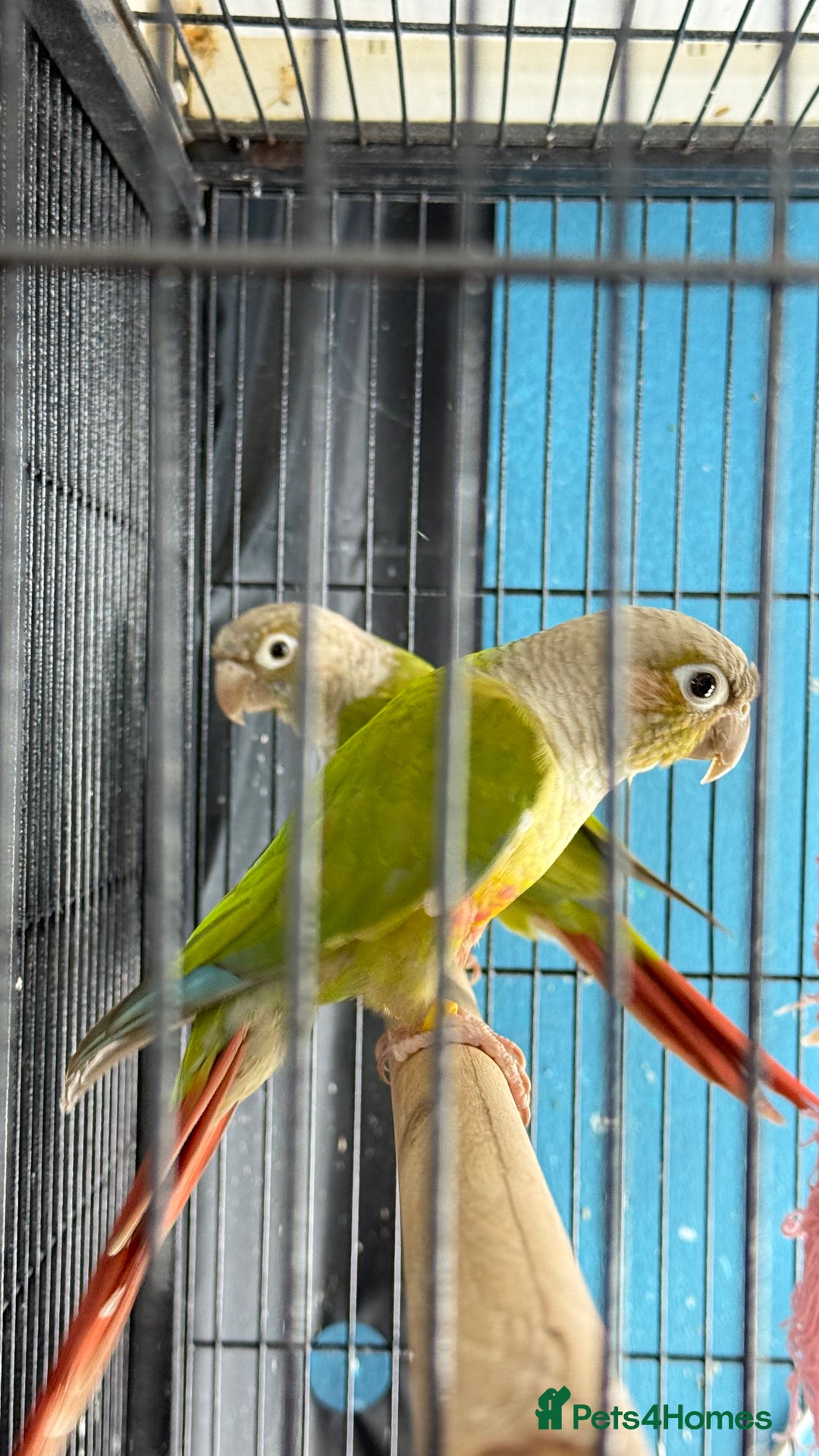 Parrots birds for sale: Parrot for sale Glasgow  - Image 5