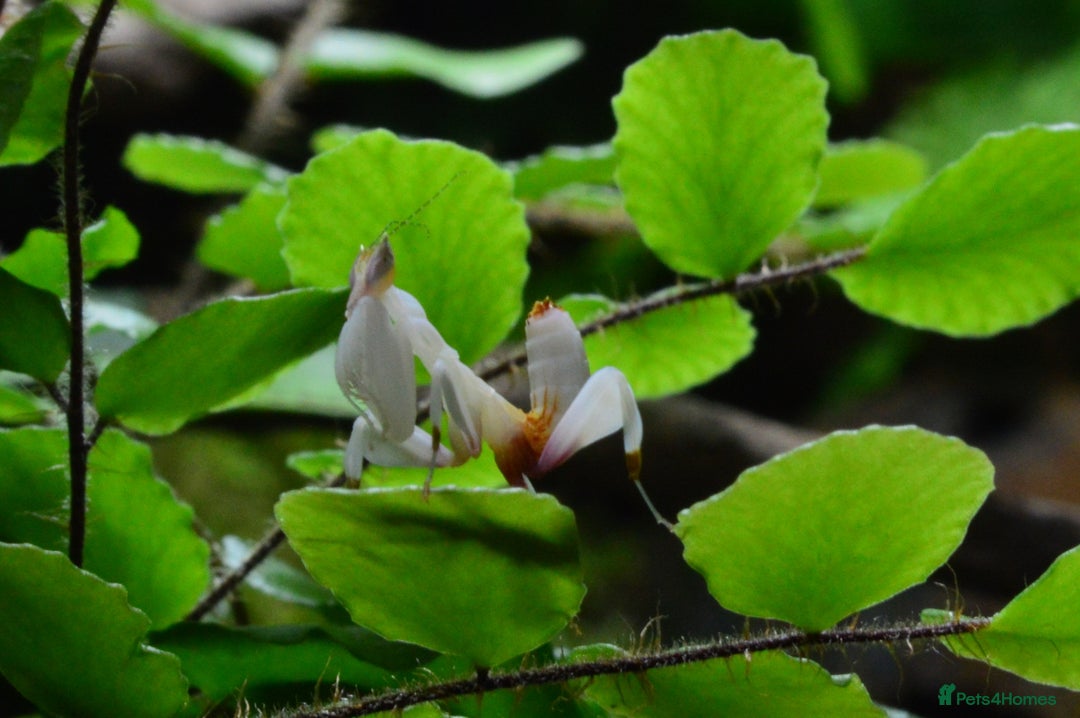Praying Mantis invertebrates for sale: Orchid Praying Mantis - Image 3