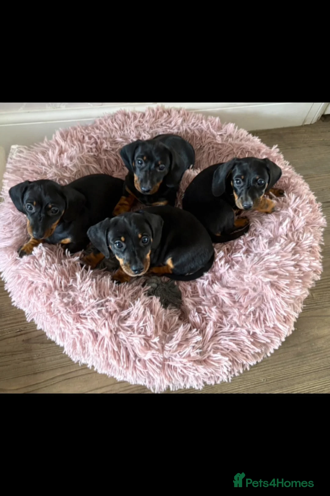 Miniature Dachshund dogs for sale: Miniature Smooth Black & Tan Dachaund puppies - Advert 2