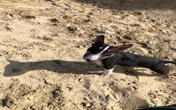 Miniature Bull terrier dogs for sale: Miniature bull terrier  - Image 4