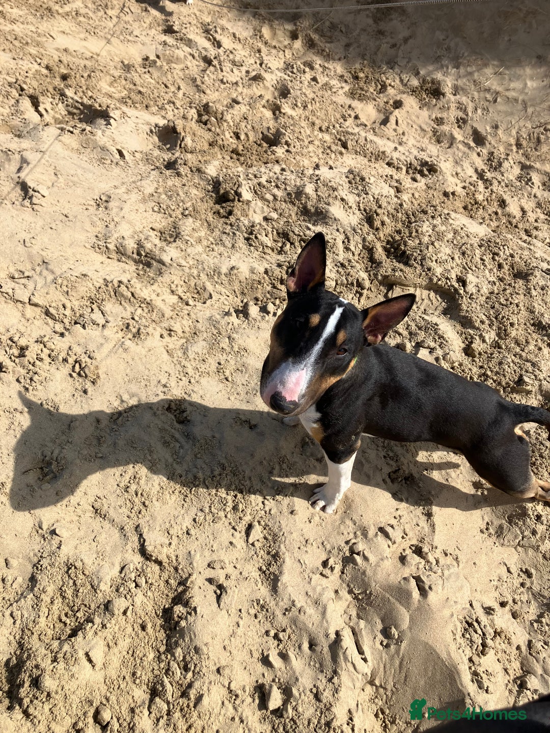 Miniature Bull terrier dogs for sale: Miniature bull terrier  - Image 4