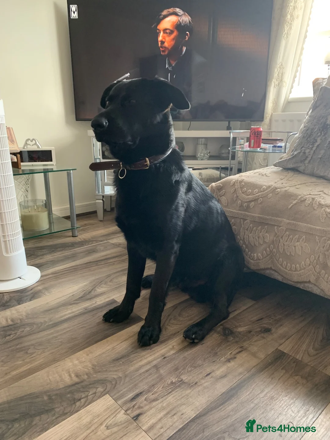Mixed Breed dogs for sale: 3/4 German Shepherd 1/4 Labrador.  - Advert 9