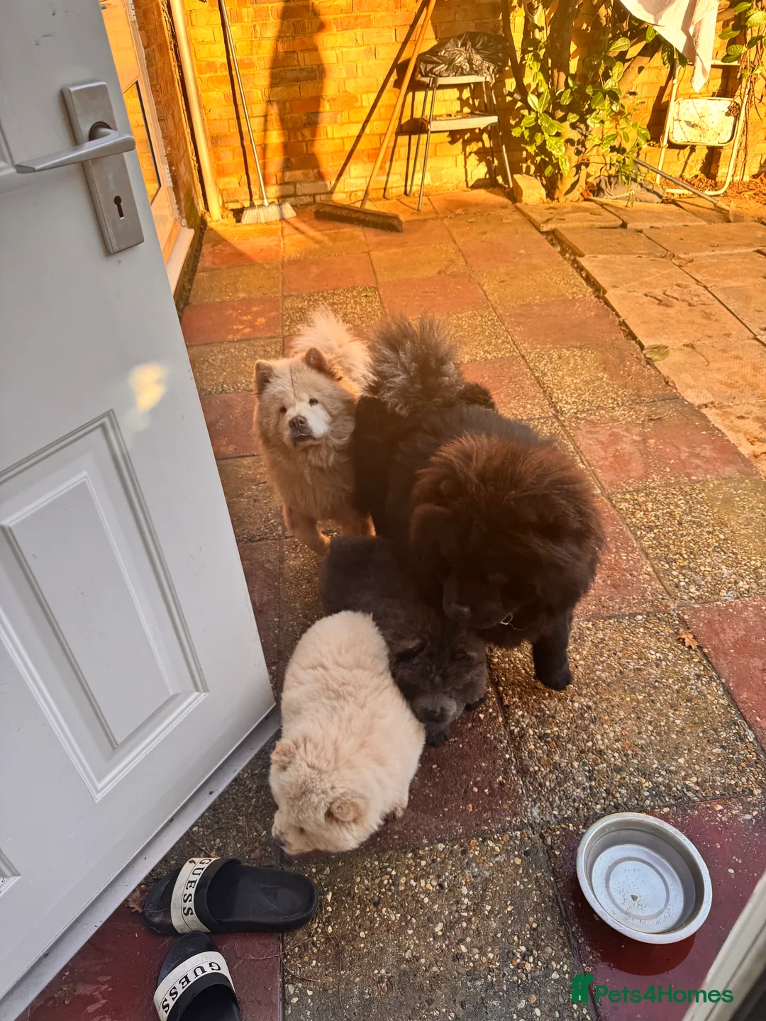 Chow Chow dogs for sale: Chow chow puppies  - Advert 10