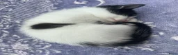 Mixed Breed cats for sale: 3 lovely little kittens  - Advert 3