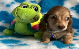 Miniature Dachshund dogs for sale: Beautiful mini long haired pups available  - Image 7
