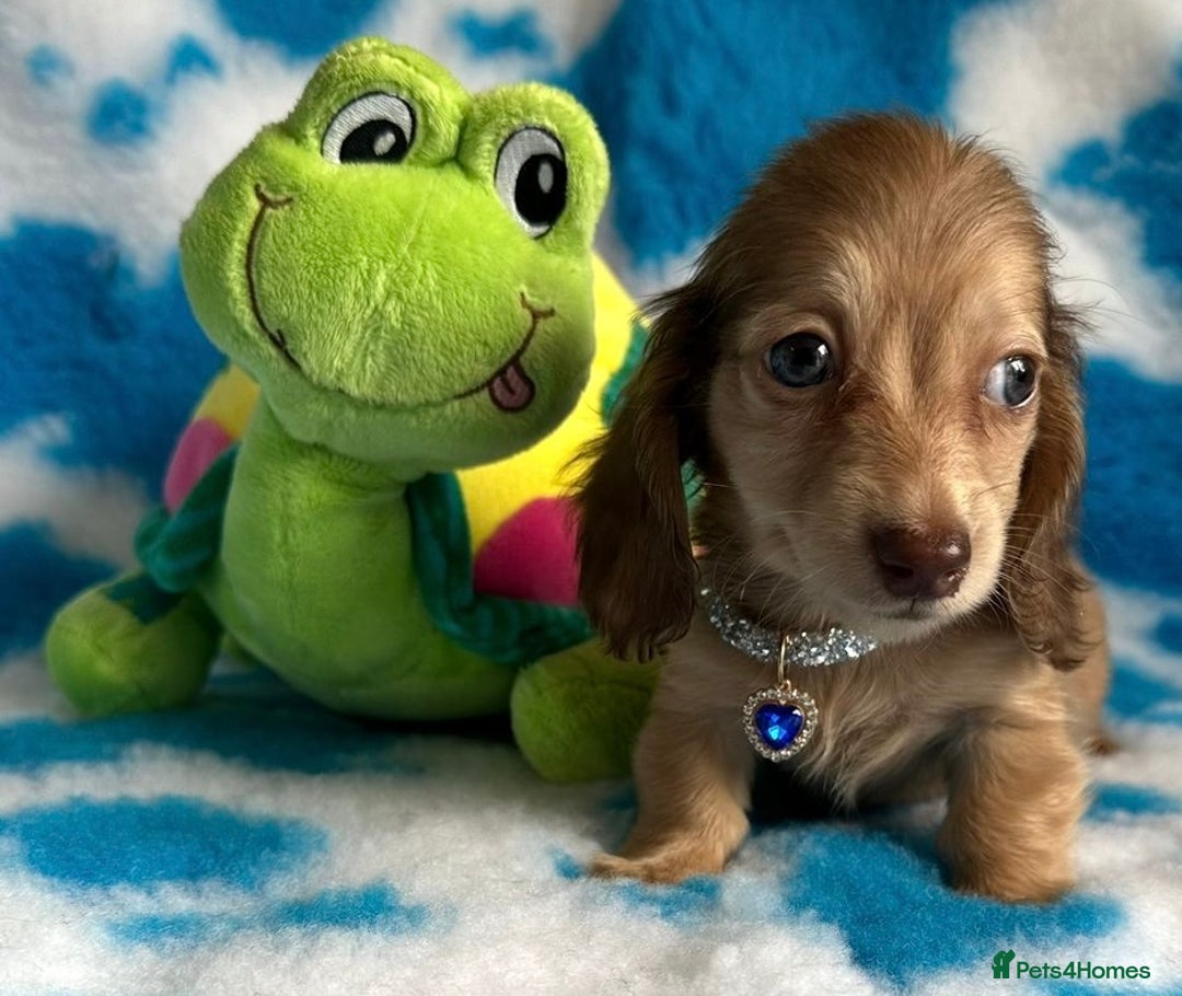 Miniature Dachshund dogs for sale: Beautiful mini long haired pups available  - Image 7
