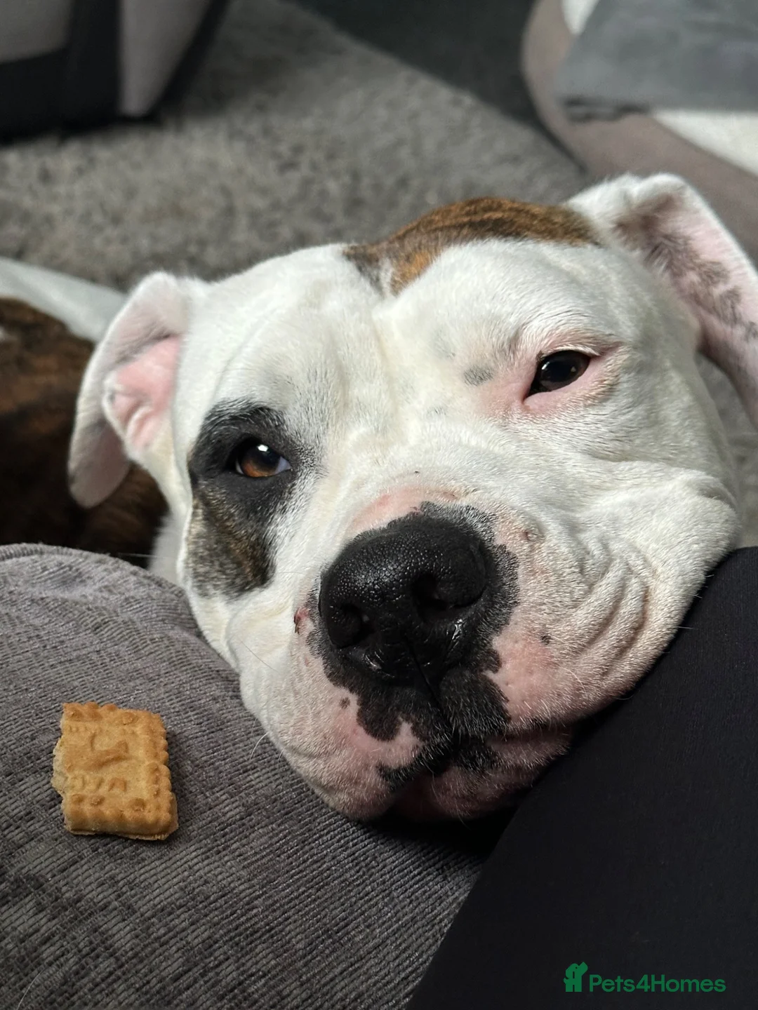 Mixed Breed dogs for sale: Mabel in Southampton - Advert 15