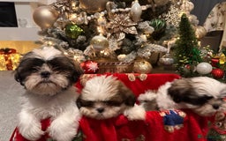 Shih Tzu dogs for sale: 2 Shih Tzu puppies ready for their forever home - Advert 8