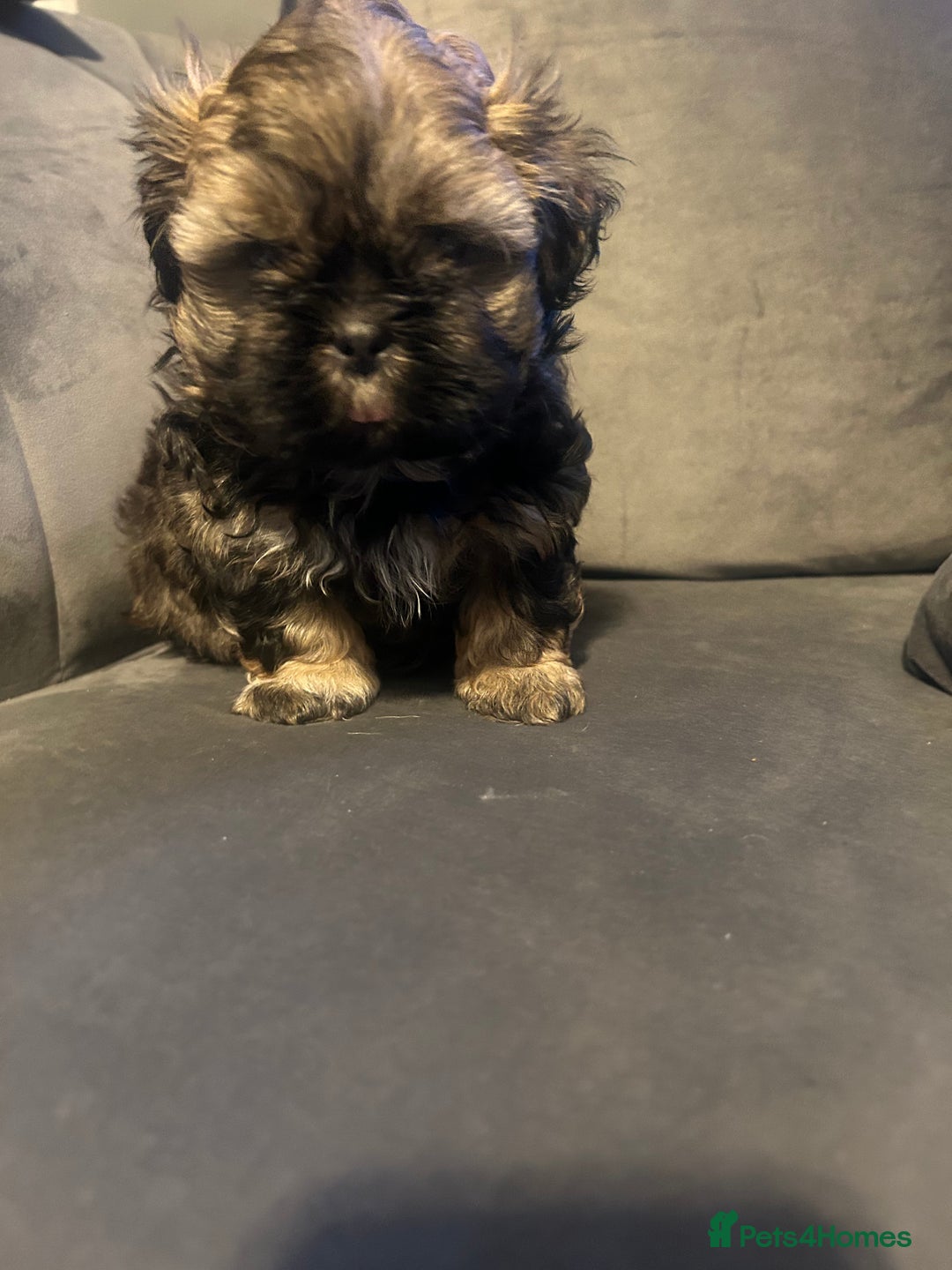 Shih Tzu dogs for sale: Shihtzu Puppies Available for reserve - Image 19