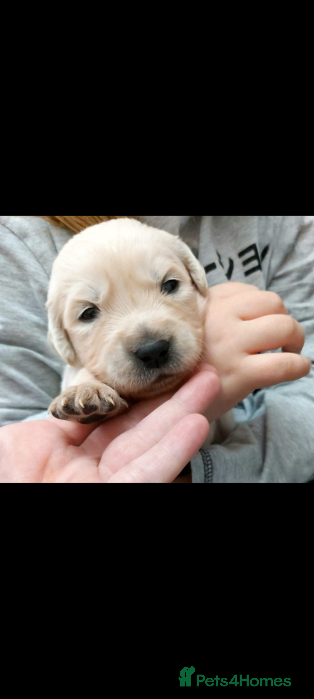 Golden Retriever dogs for sale: Golden retriever puppies for sale  - Advert 26