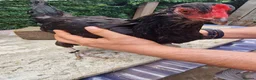 Mixed Breed poultry for sale: Stunning variety of hens cocks and drakes  - Advert 6