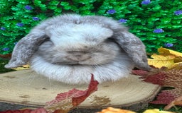 Mini Lop rabbits for sale: Beautiful mini lop adults (proven)  - Advert 14