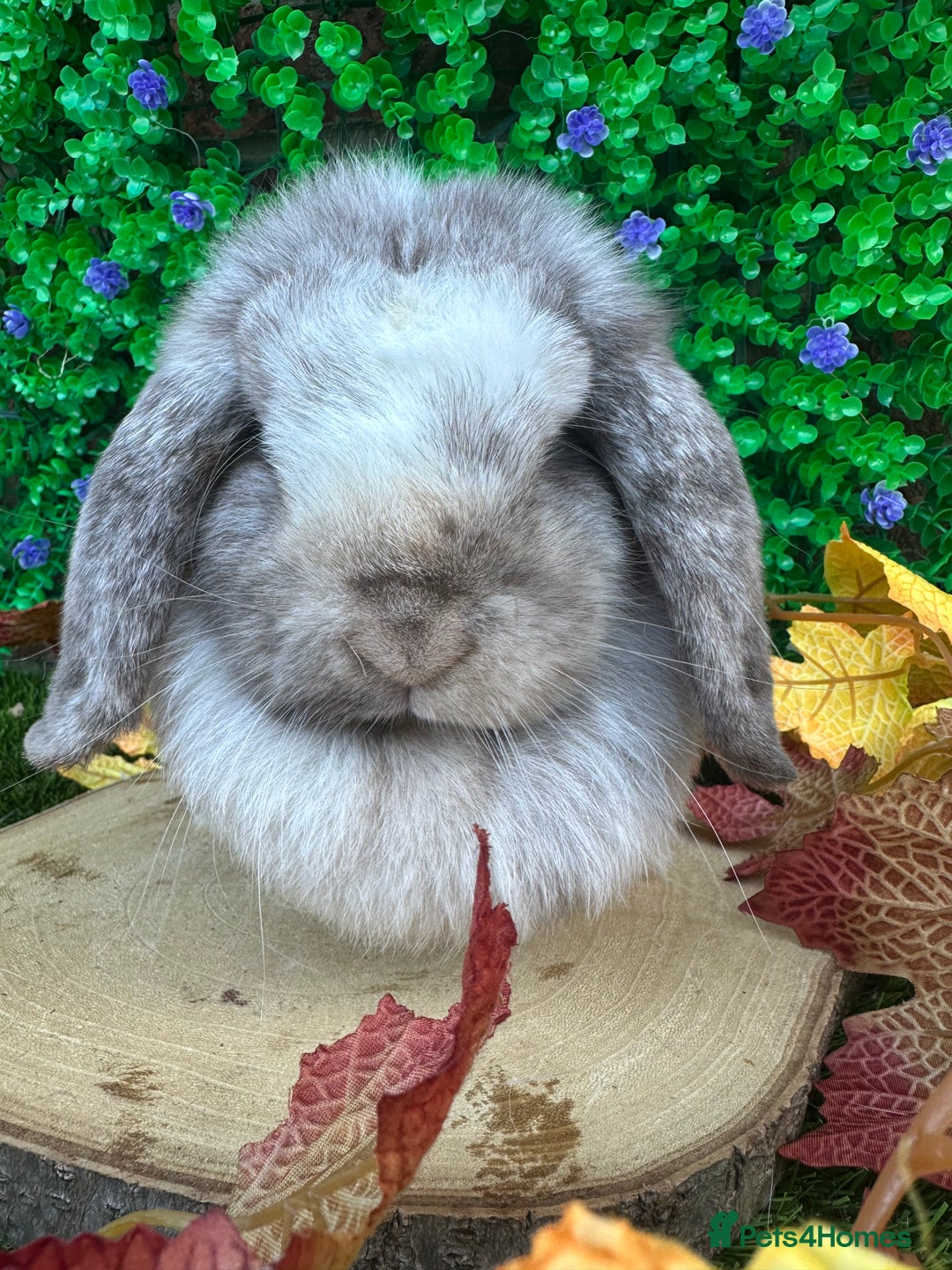 Mini Lop rabbits for sale: Beautiful mini lop adults (proven)  - Advert 14