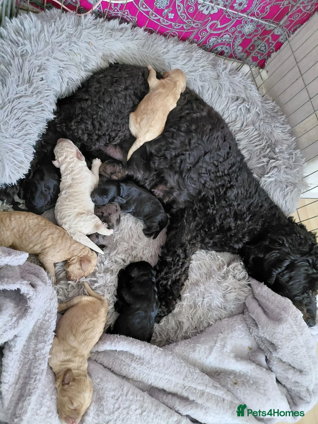 Cockapoo dogs for sale: 5* F2B Merle Cockapoo Puppies 🐶  - Advert 26