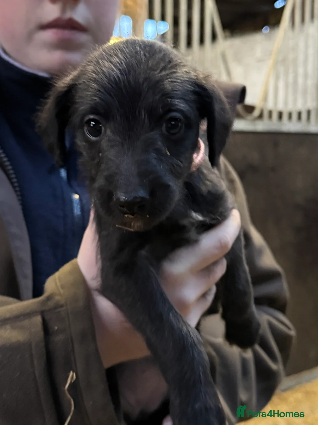Mixed Breed dogs for sale: First cross Bedlington Whippets  - Advert 4