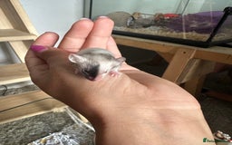 Mouse rodents for sale: Girl and boy mice babies  - Image 4