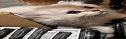British Longhair cats for sale: British Longhair silver boy - Advert 12