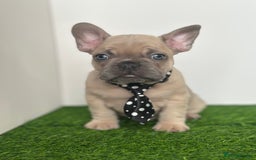 French Bulldog dogs for sale: 5 French bulldog puppy’s  - Image 13