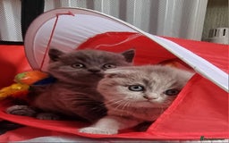 Scottish Fold cats for sale: Ready for new home 😻 - Image 10