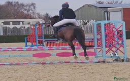 English Thoroughbred horses for sale: 15.2 thoroughbred mare - Image 7