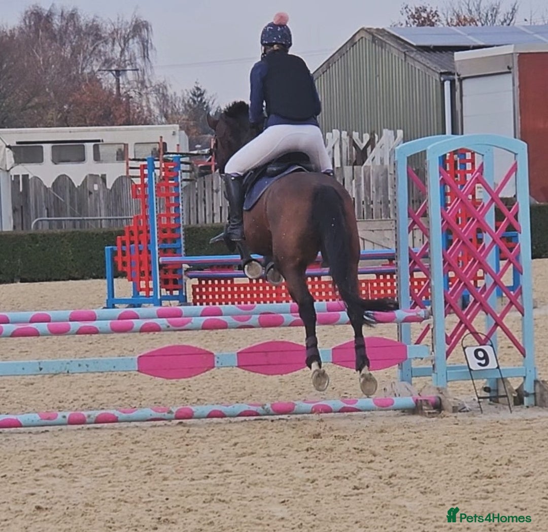 English Thoroughbred horses for sale: 15.2 thoroughbred mare - Image 7