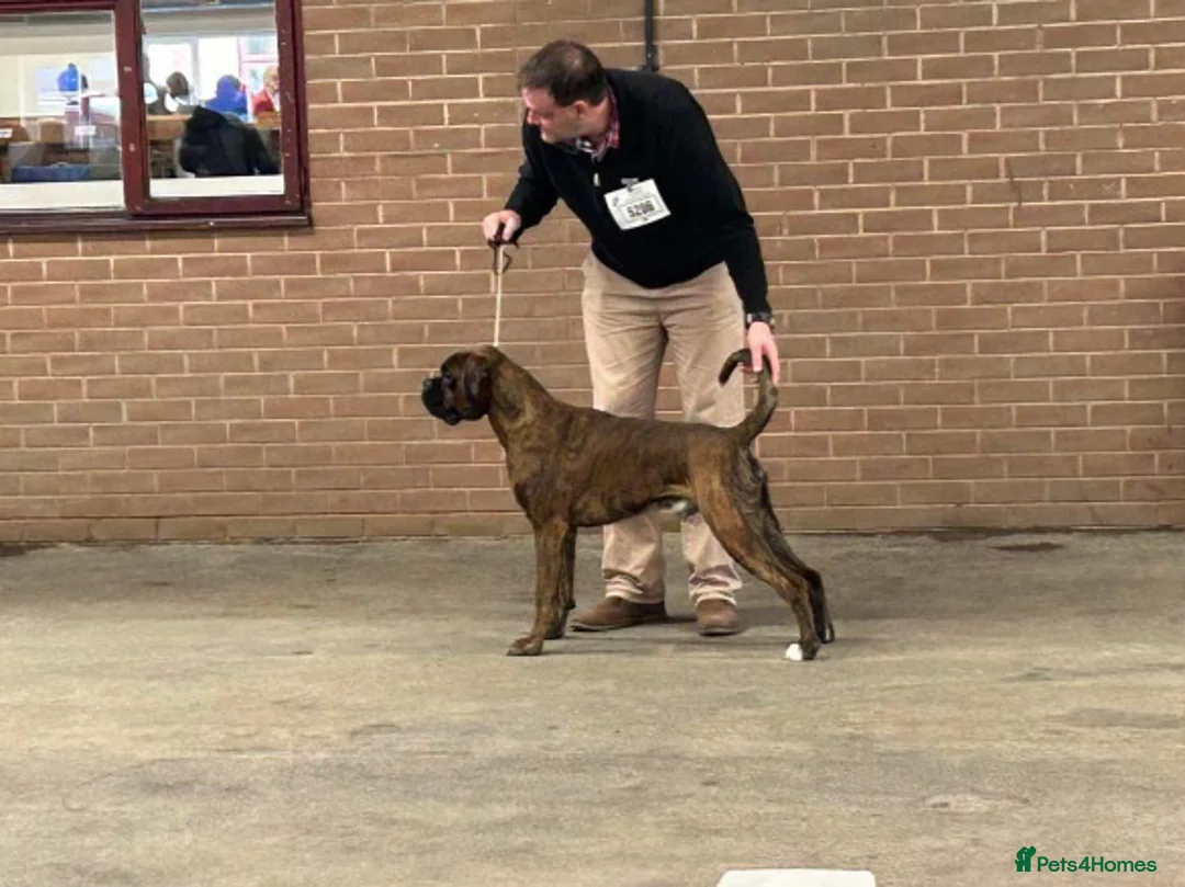 Boxer dogs for stud: Champion lined boxer for stud in Colwyn Bay - Advert 1