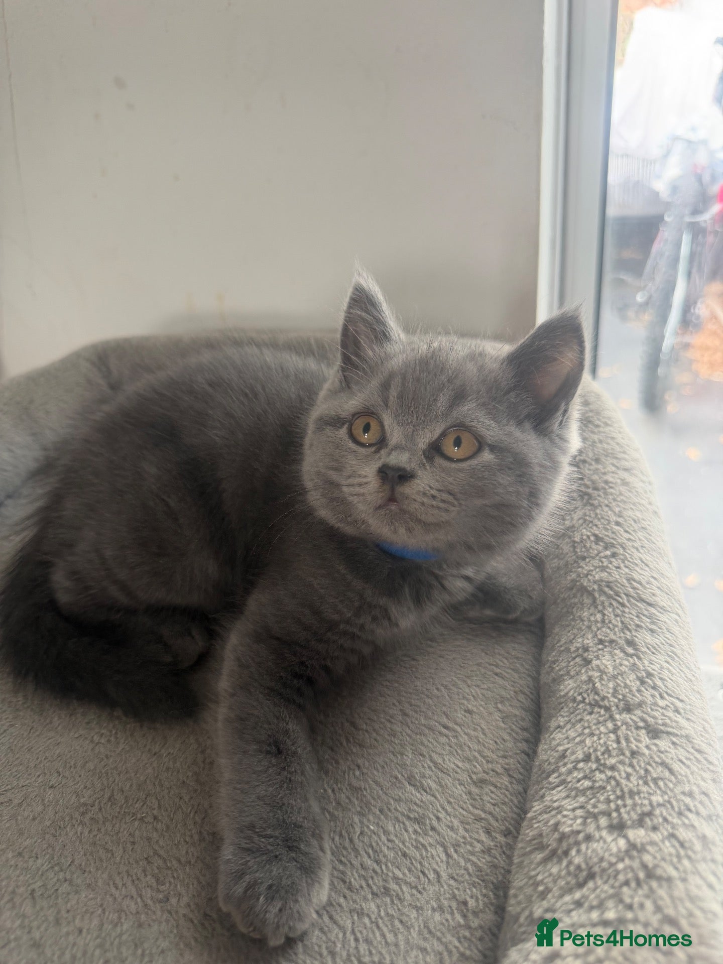 British Shorthair cats GCCF ACTIVE British Shorthair Kittens championline - Advert 1
