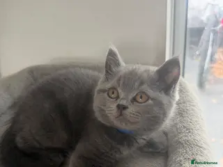British Shorthair cats GCCF ACTIVE British Shorthair Kittens championline - Advert 1