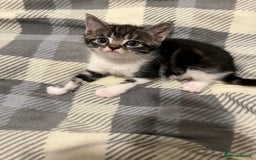 Mixed Breed cats for sale: Tabby Female Kitten, grey & white, 6 week old  - Image 2