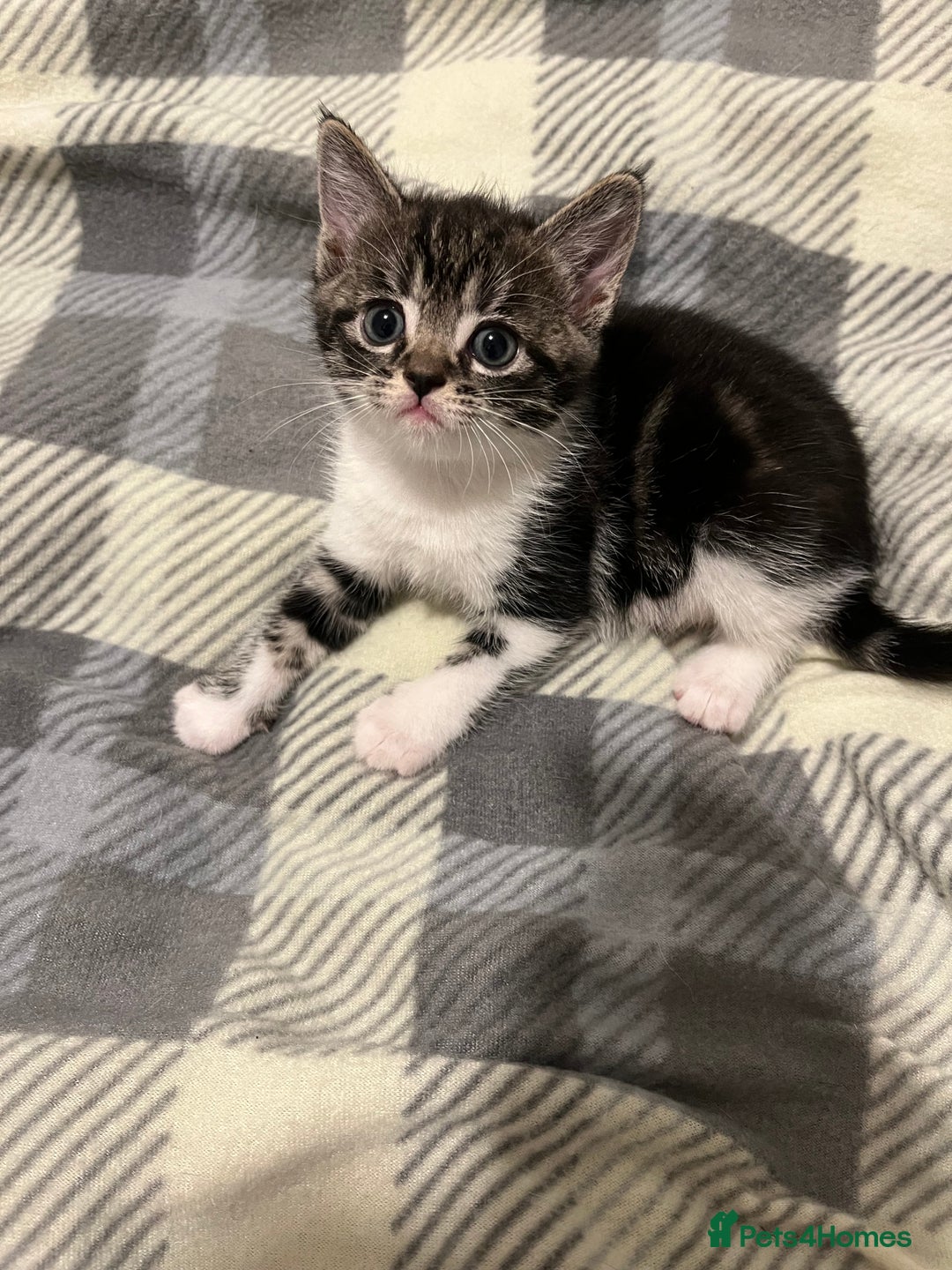 Mixed Breed cats for sale: Tabby Female Kitten, grey & white, 6 week old  - Image 2