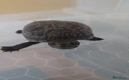 Turtle reptiles for sale: 2x Musk Turtle (Females) & Set Up - Image 5