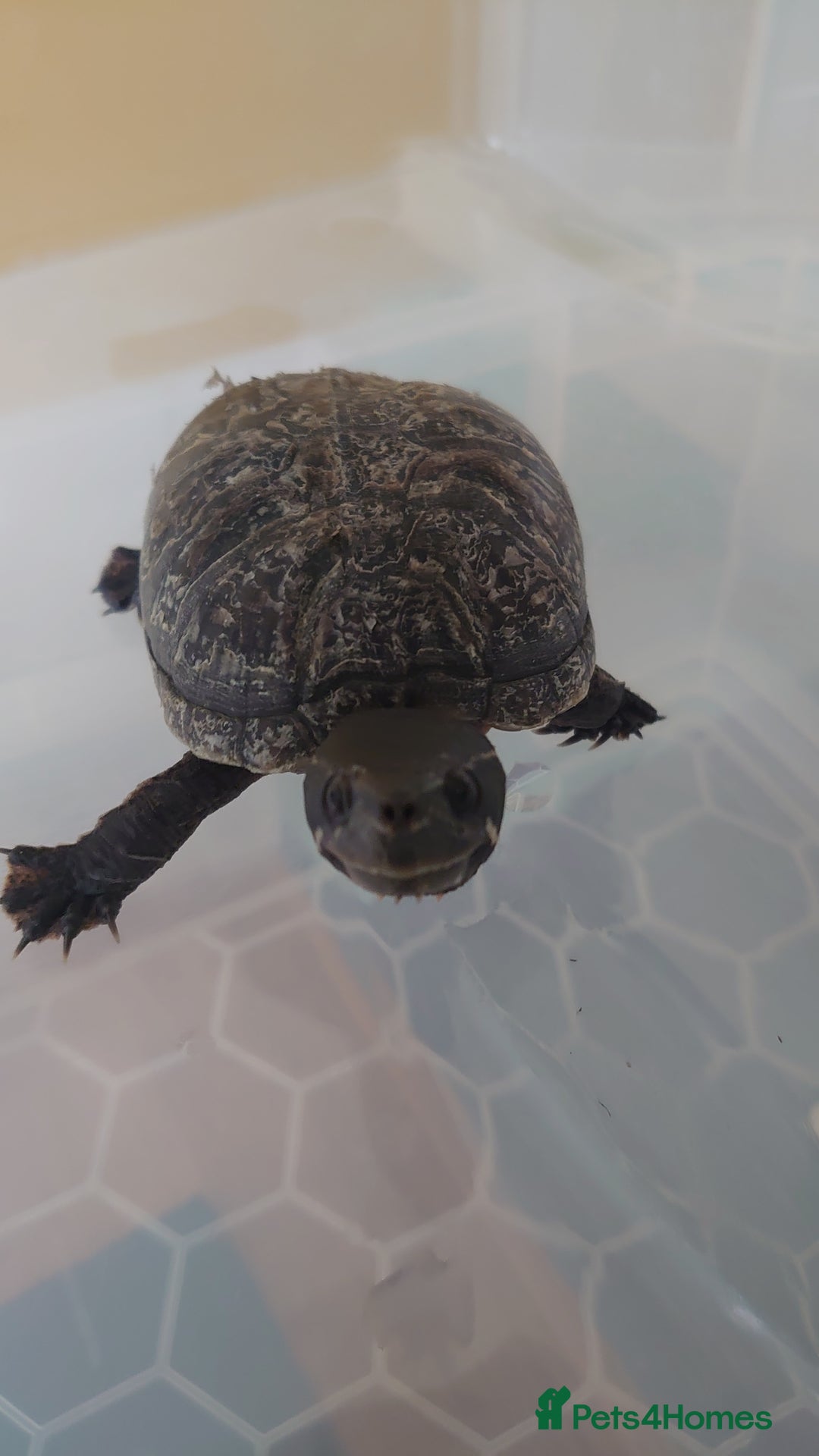 Turtle reptiles for sale: 2x Musk Turtle (Females) & Set Up - Image 5