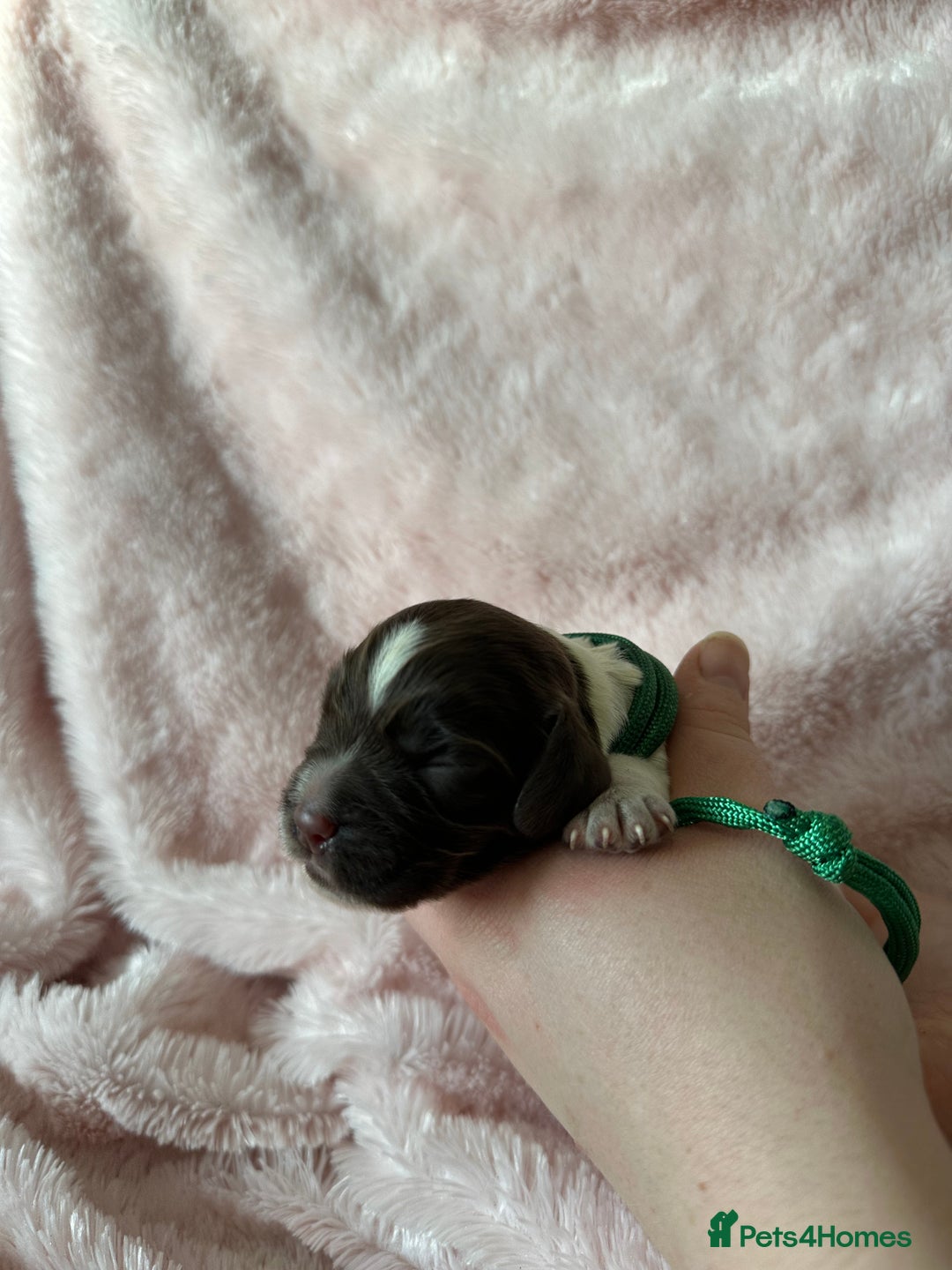 Cocker Spaniel dogs for sale: Cocker Spaniel Pups - Solid & Roan - Farlavale - Advert 8