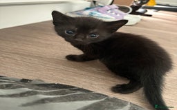 American Shorthair cats for sale: Kittens for sale boys and girls. - Image 13