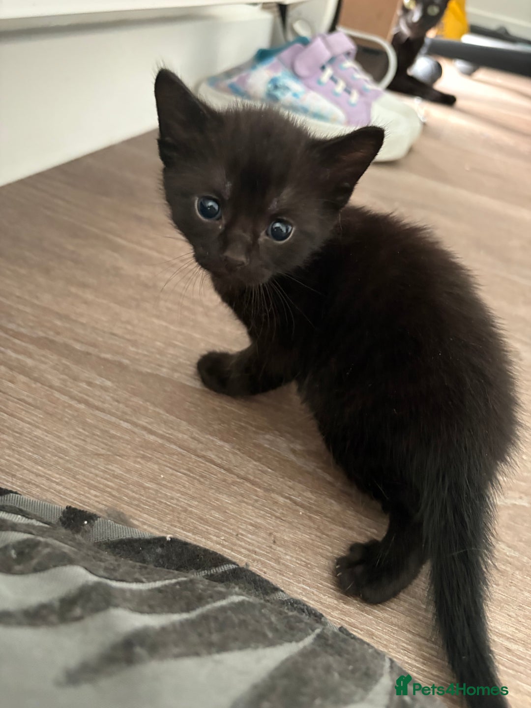 American Shorthair cats for sale: Kittens for sale boys and girls. - Image 13