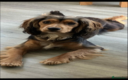 Cocker Spaniel dogs for sale: 3Beautiful show type cocker spaniels 💕♥️ 💙💕 - Image 24