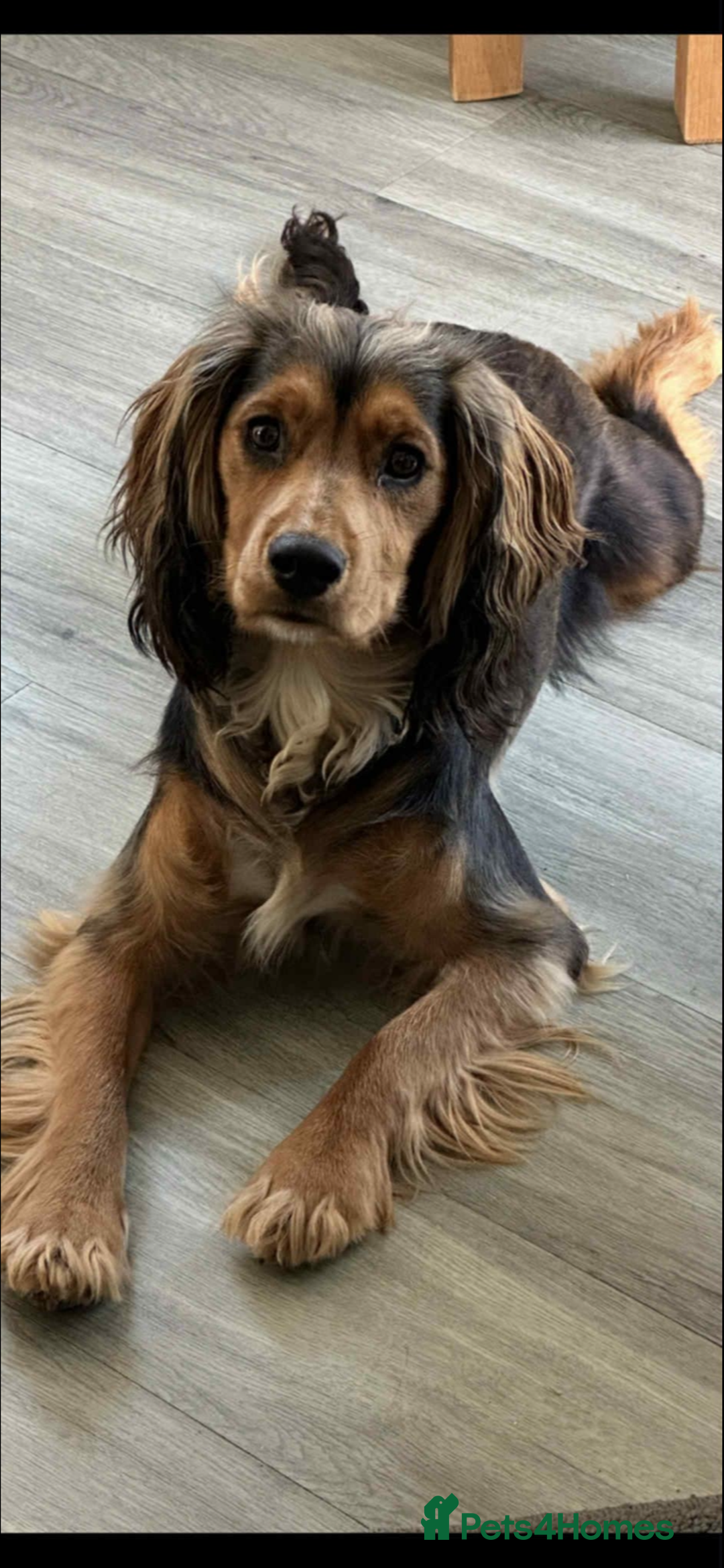 Cocker Spaniel dogs for sale: 3Beautiful show type cocker spaniels 💕♥️ 💙💕 - Image 24