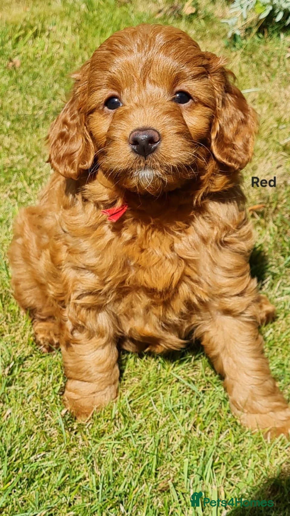 Goldendoodle dogs Red F1bb miniature Goldendoodles dna clear - Advert 2