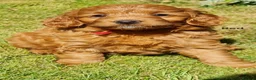 Goldendoodle dogs for sale: READY..Red F1bb miniature Goldendoodles dna clear - Advert 2
