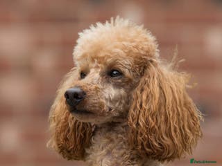 Miniature Poodle dogs Donnajays 5* PROVEN, HEALTH TESTED & PROFESSIONAL in Stafford - Advert 22