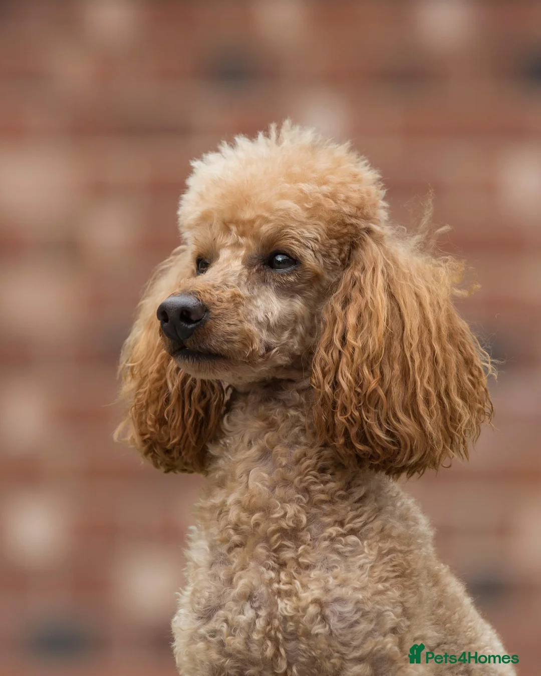 Miniature Poodle dogs for stud: Donnajays 5* PROVEN, HEALTH TESTED & PROFESSIONAL in Stafford - Advert 1