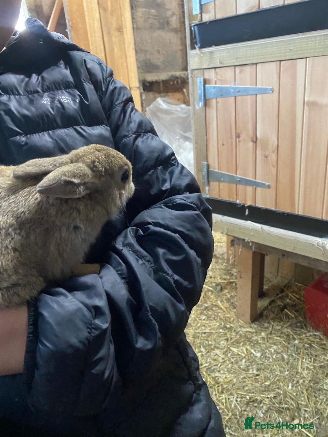 Mixed Breed rabbits for sale: Mini Rex / mini Rex cross - Advert 1