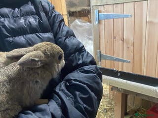 Mixed Breed rabbits Mini Rex / mini Rex cross - Advert 10