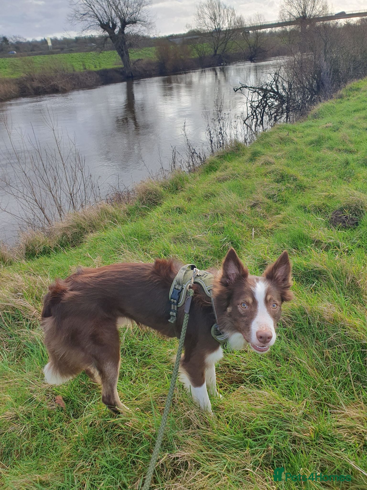 Border Collie dogs Red and white border collie 2 years old - Advert 1