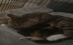 American Shorthair cats for sale: Kittens and young cats for sale  - Image 2