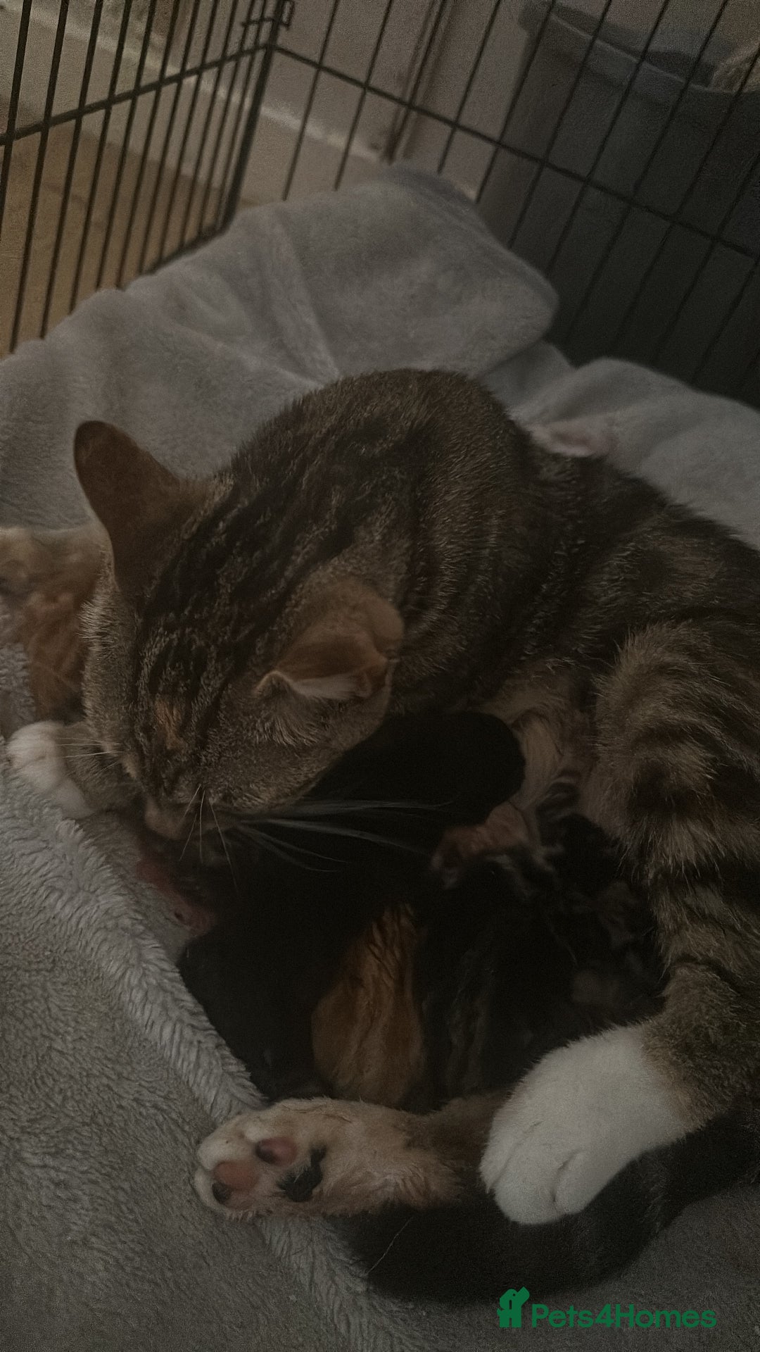American Shorthair cats for sale: Kittens and young cats for sale  - Image 2