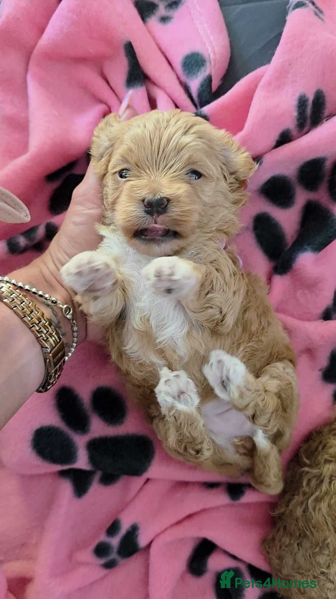 Maltipoo dogs  Adorable Tiny Toy Maltipoo puppies 🐶 - Advert 7